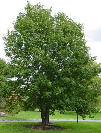 ΨΕΥΔΟΠΛΑΤΑΝΟΣ (Acer pseudoplatanus)